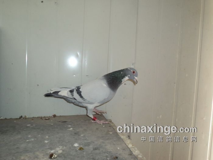 第十名获奖鸽