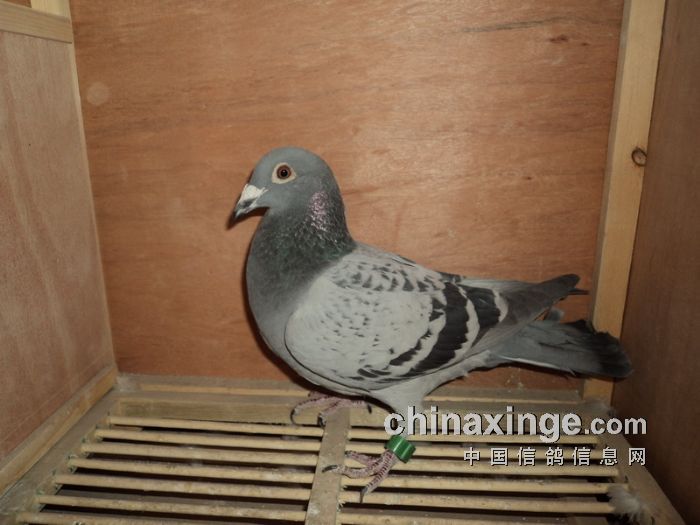 第八名获奖鸽