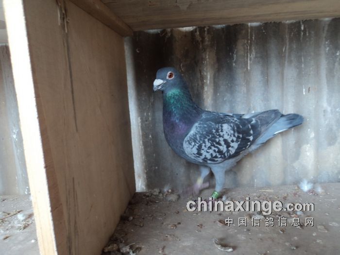 第九名获奖鸽