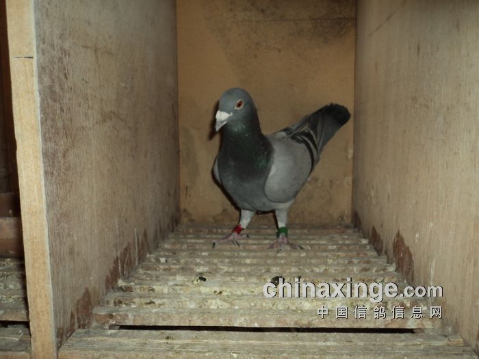 第六名获奖鸽
