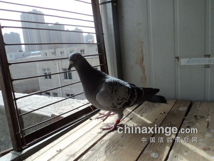 第七名获奖鸽