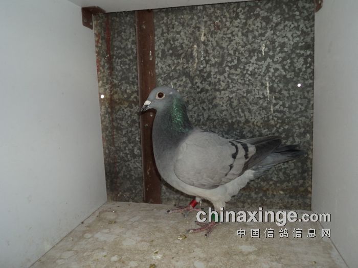 第五名获奖鸽