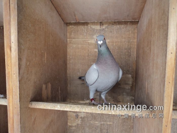 第四名获奖鸽